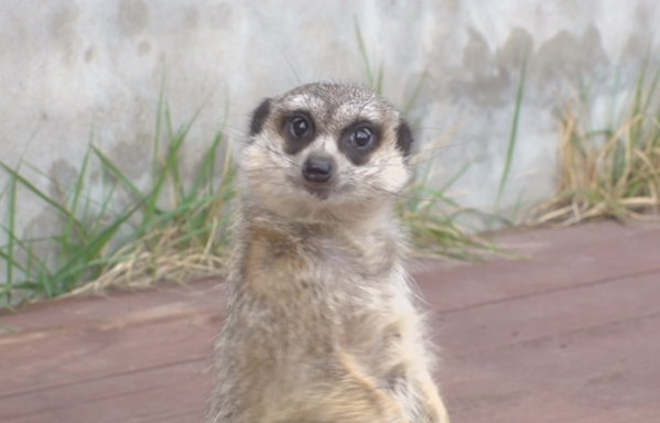 ▲'TV동물농장'(사진제공=SBS)