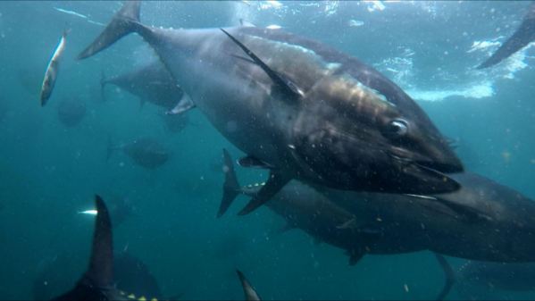 ▲'극한직업'(사진제공=EBS1)