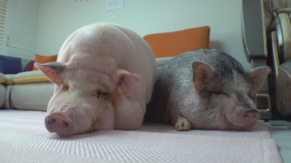 ▲'TV동물농장'(사진제공=SBS)