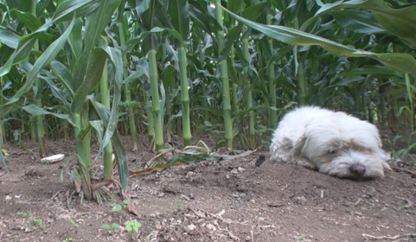 ▲'TV동물농장'(사진제공=SBS)