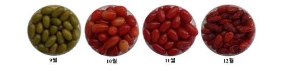 ▲수확시기별 산수유 열매의 외관(농촌진흥청)