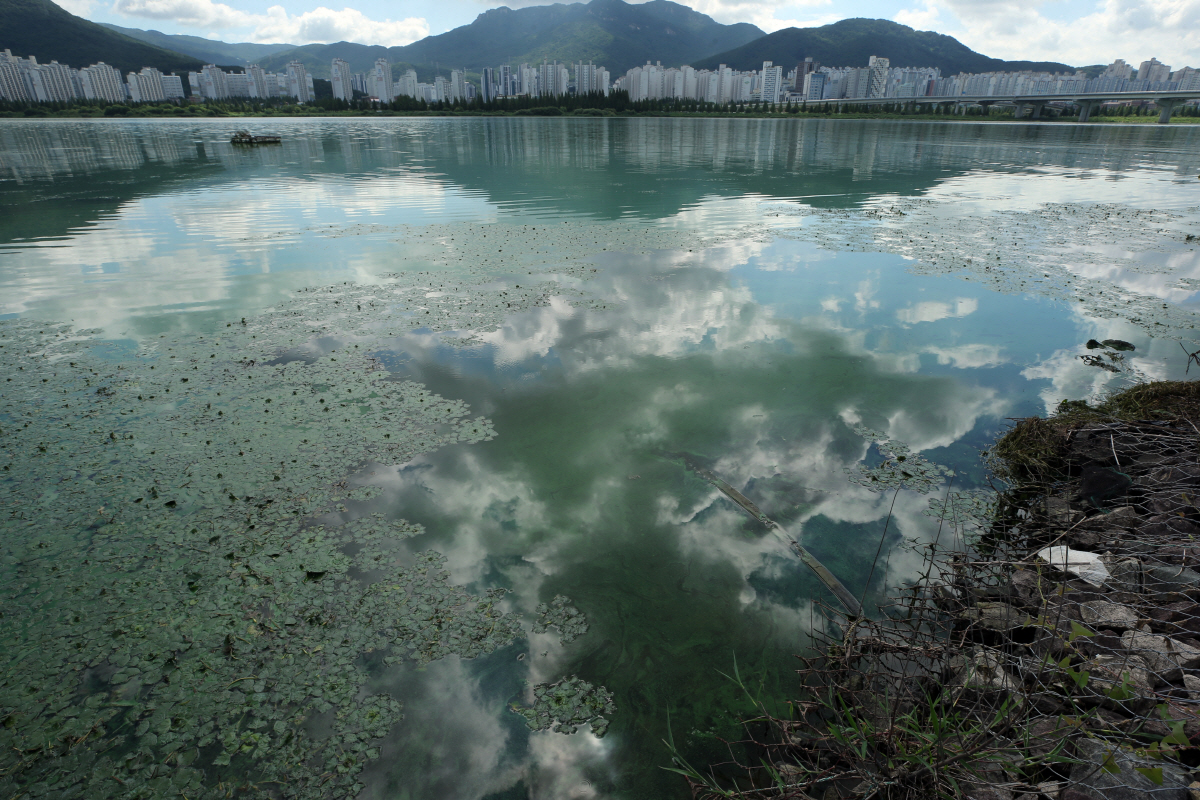 ▲지난해 8월 4일 경남 김해시 대동면 김해어촌계 대동선착장 부근 낙동강 하류지점에 녹조가 창궐해 녹색으로 짙게 물들어 있는 모습.
 (연합뉴스)