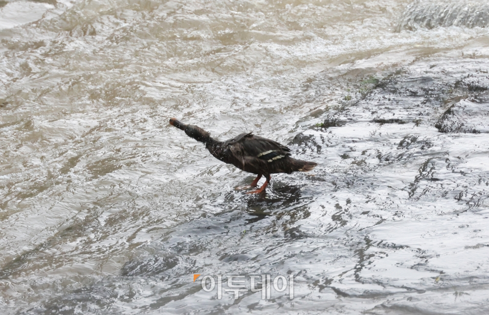 ▲서울 등 수도권 대부분에 호우경보가 발령된 8일 서울 종로구 청계천에서 새 한 마리가 불어난 물에 몸을 씻고 있다. (조현욱 기자 gusdnr8863@)