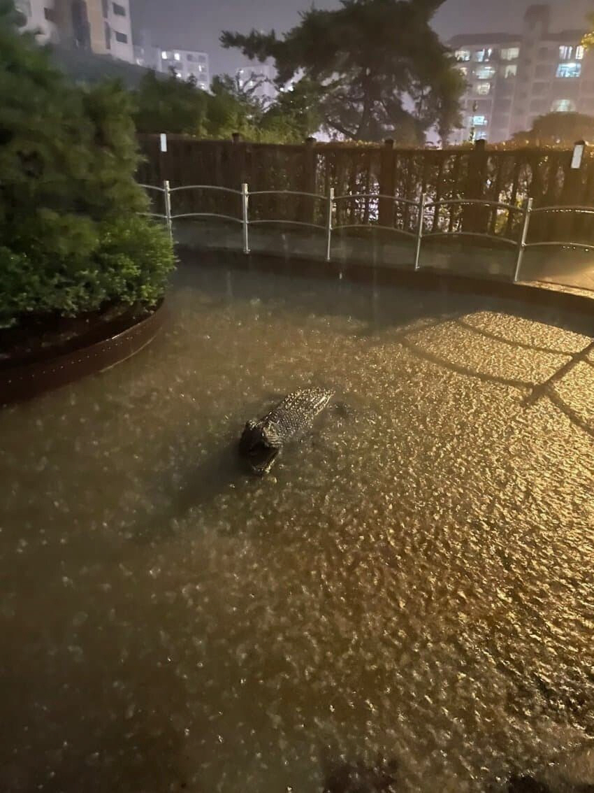 ▲(커뮤니티 캡처)
