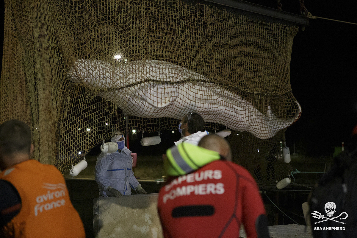 ▲10일(현지시각) 프랑스 파리 서쪽으로 70㎞가량 떨어진 생피에르라가렌 수문에 갇혀있던 벨루가가 그물에 싸여 올려지고 있다. (파리/AP연합뉴스)
