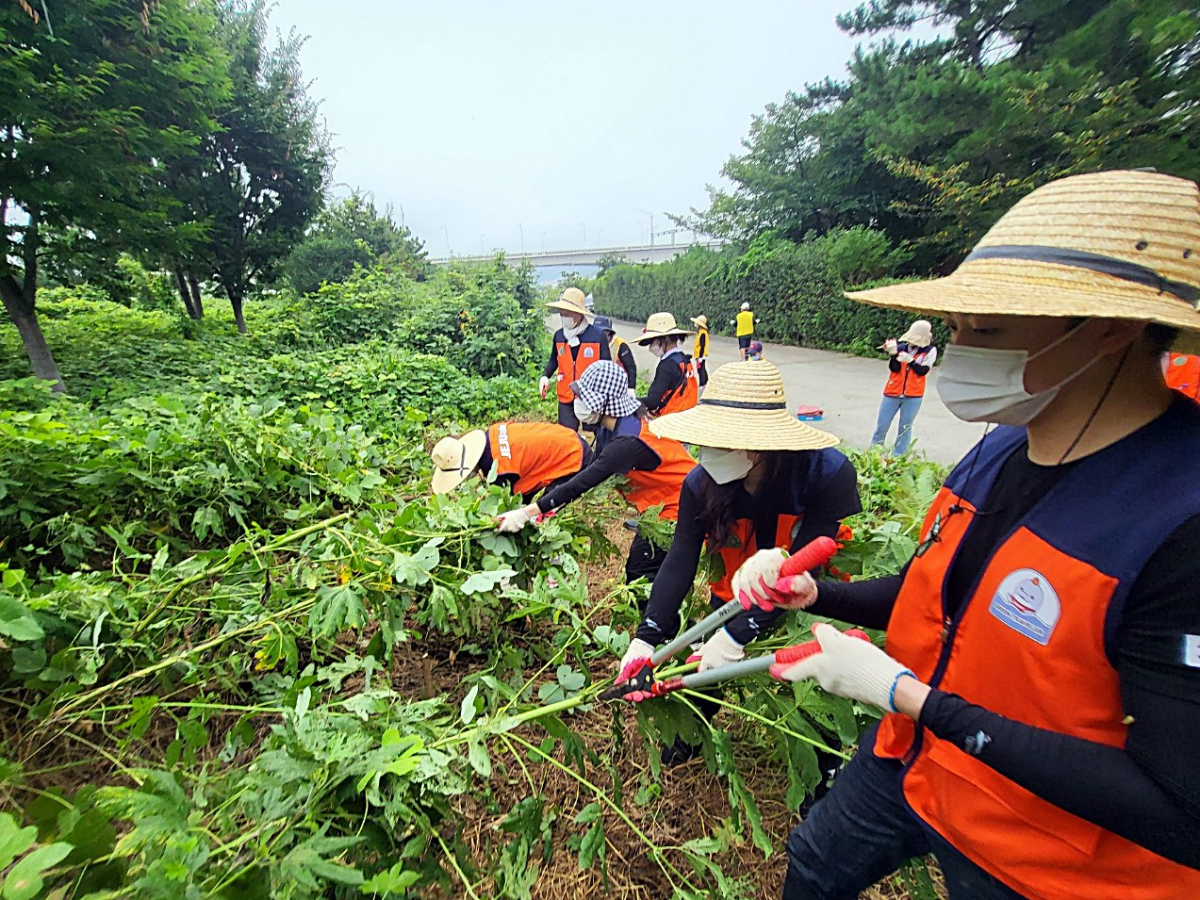 ▲20일 제주항공 부산지역 객실승무원들이 국내 대표 철새도래지인 을숙도의 청정환경을 보존하기위해 생태계 교란식물 제거 활동을 벌이고 있다. (사진제공=제주항공)