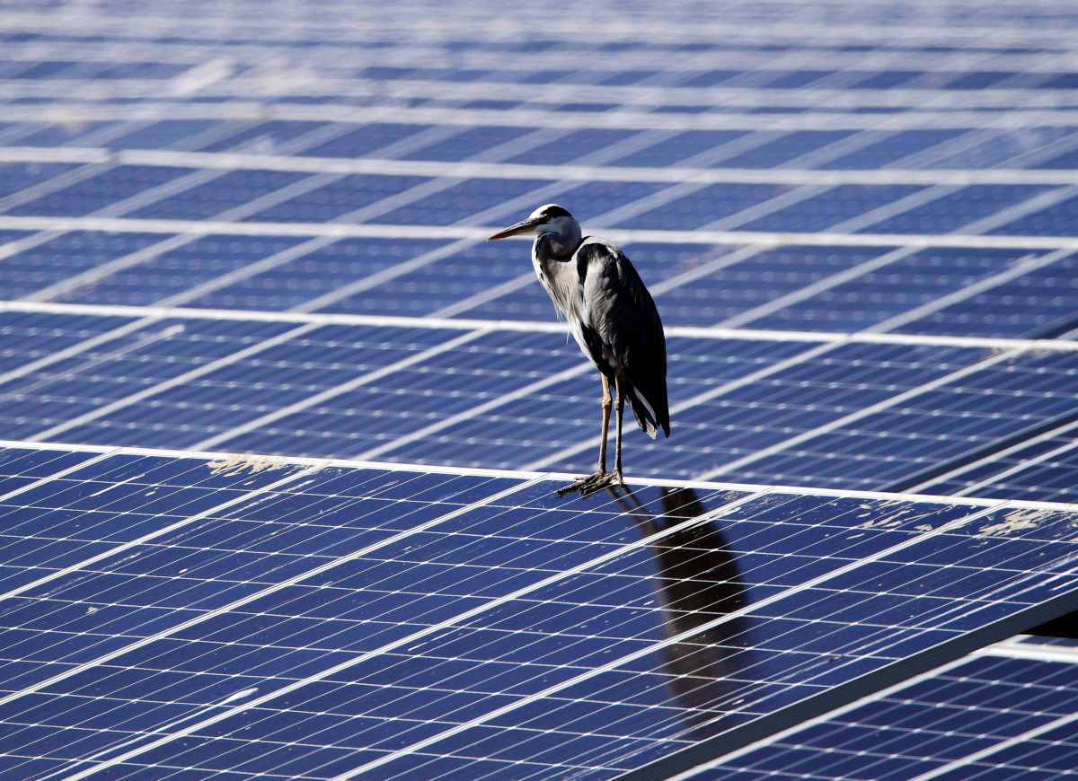 ▲왜가리 한 마리가 경남 남해읍 인근 갈대밭에 들어선 태양광 패널 위에 앉아 휴식을 취하고 있다. (뉴시스)