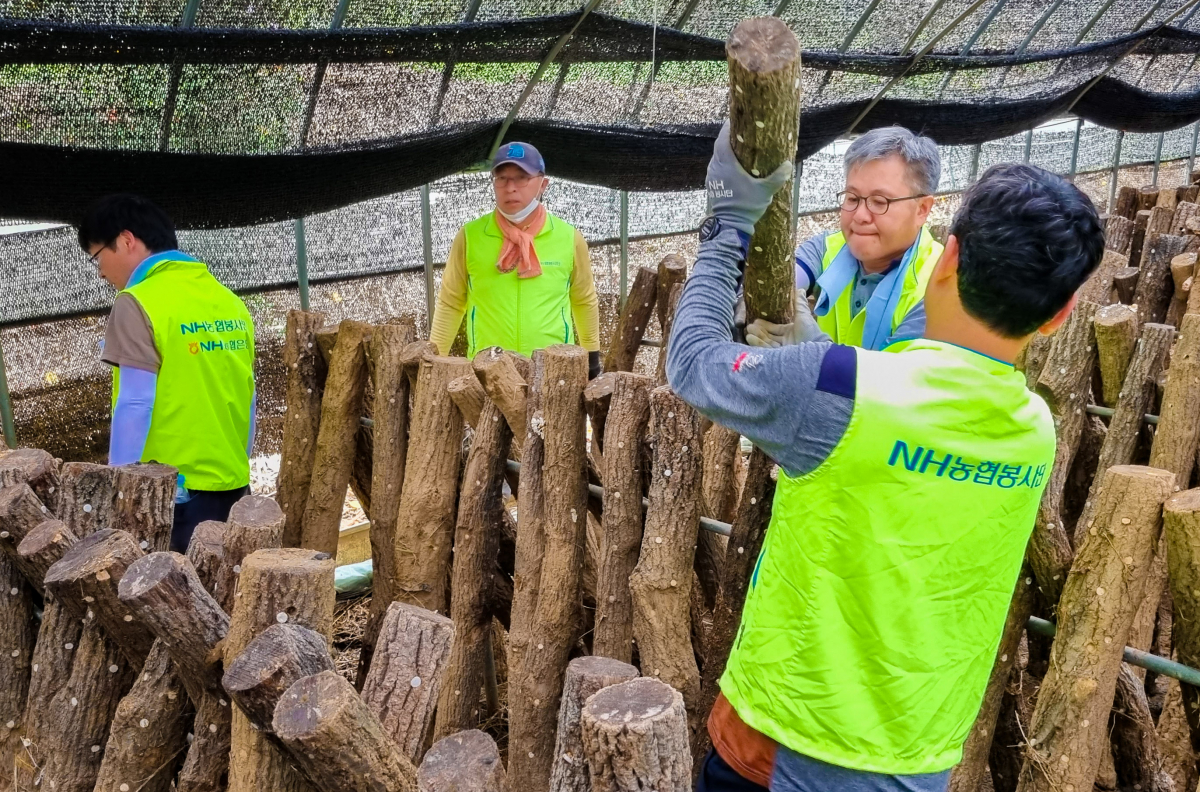 ▲NH농협은행 자금운용부문 길정섭 부행장(오른쪽에서 두 번째)과 직원들이 충남 부여의 수해 피해농가를 찾아 복구 작업을 하고 있다.
(NH농협은행)