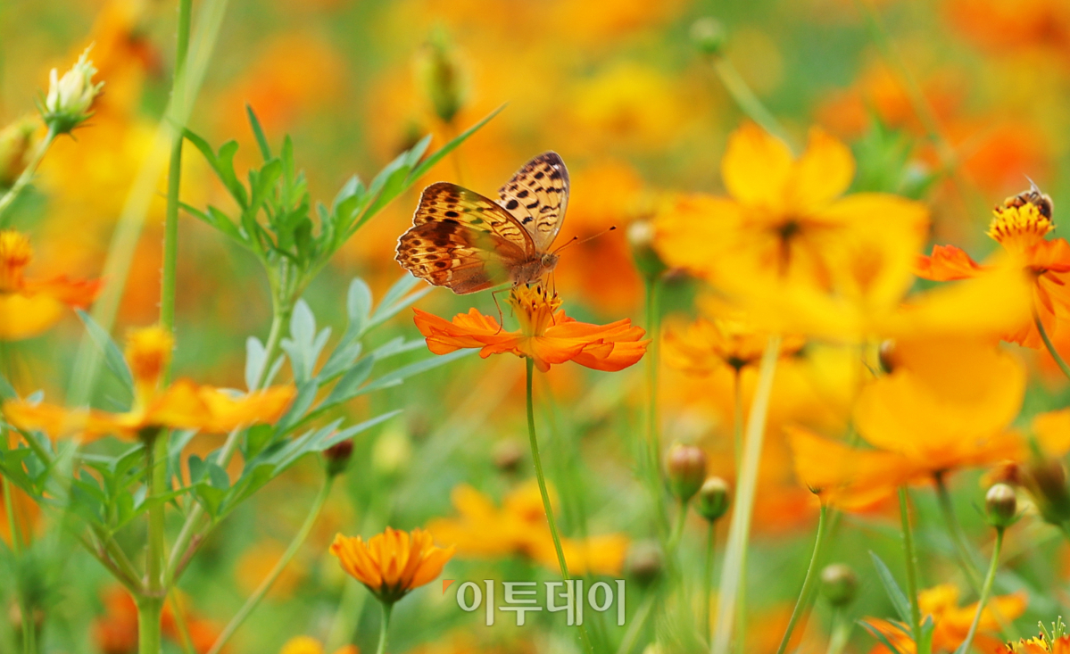 (조현욱 기자 gusdnr8863@)