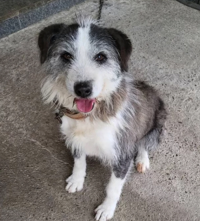 ▲학대로 인해 숨진 강아지. (사진제공=비글구조네트워크)