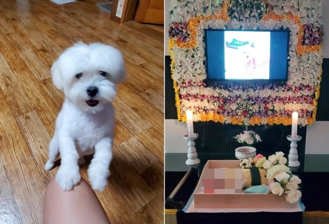 ▲이웃의 구타로 숨진 4살 두유. (연합뉴스)