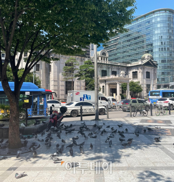 ▲12일 낮 1시경 서울 중구 한국은행 화폐박물관 건너편의 나무그늘 아래서 비둘기들이 더위를 피하고 있다.