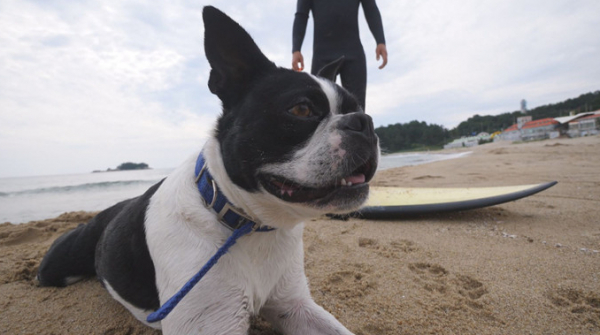 ▲'TV 동물농장'(사진제공=SBS)