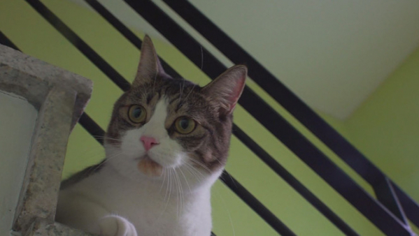 ▲'TV 동물농장'(사진제공=SBS)