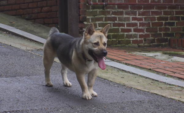 ▲'TV동물농장'(사진제공=SBS)