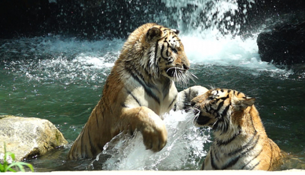 ▲'TV동물농장'(사진제공=SBS)