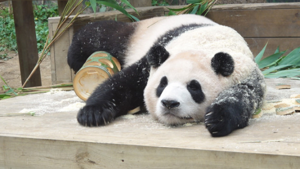 ▲'TV동물농장'(사진제공=SBS)