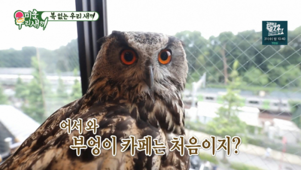 ▲일본 부엉이 카페(사진=SBS 방송화면 캡처)