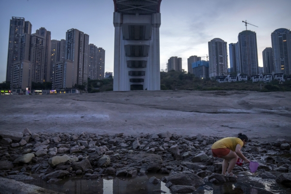 ▲중국 충칭시 양쯔강 유역에서 19일 한 시민이 말라버린 강변에서 돌을 줍고 있다. 충칭/AP뉴시스
