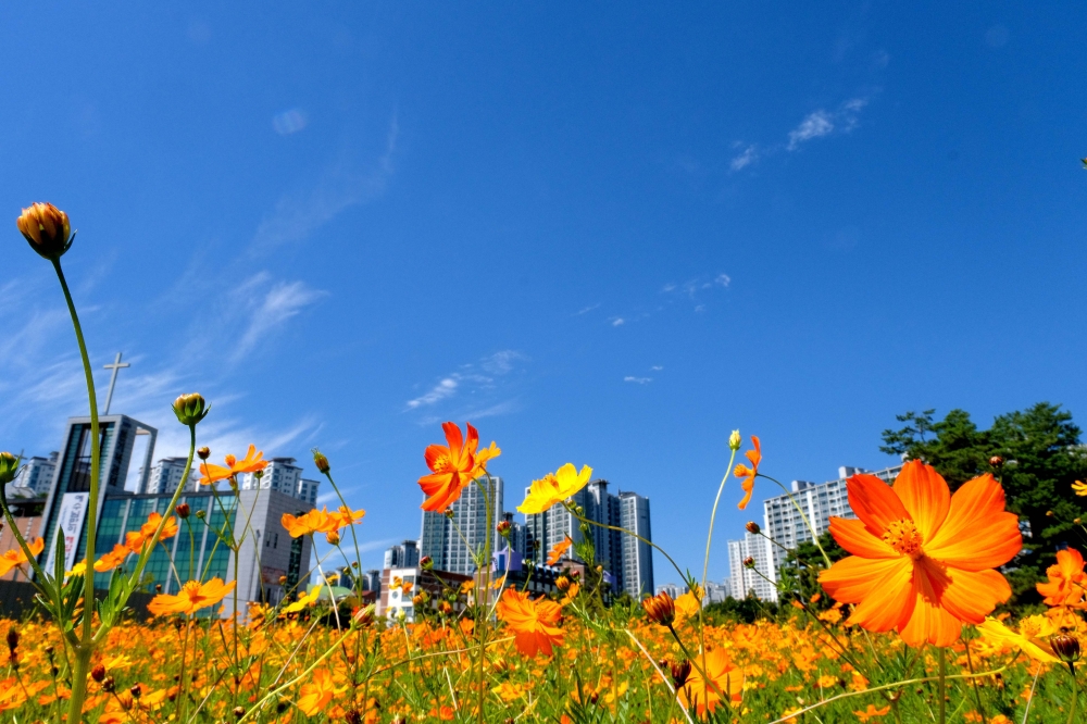 ▲아침 저녁으로 선선한 초가을날씨를 보인 2일 경기 파주시 운정신도시에 만개한 황화코스모스가 계절의 정취를 전하고 있다. (신태현 기자 holjjak@)