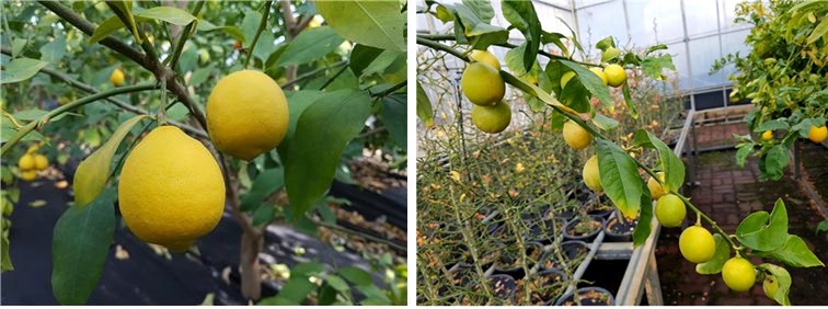 ▲국내에서 개발한 레몬 품종인 제라몬(왼쪽)과 미니몬. (사진제공=농촌진흥청)