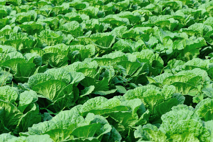 ▲게티이미지뱅크