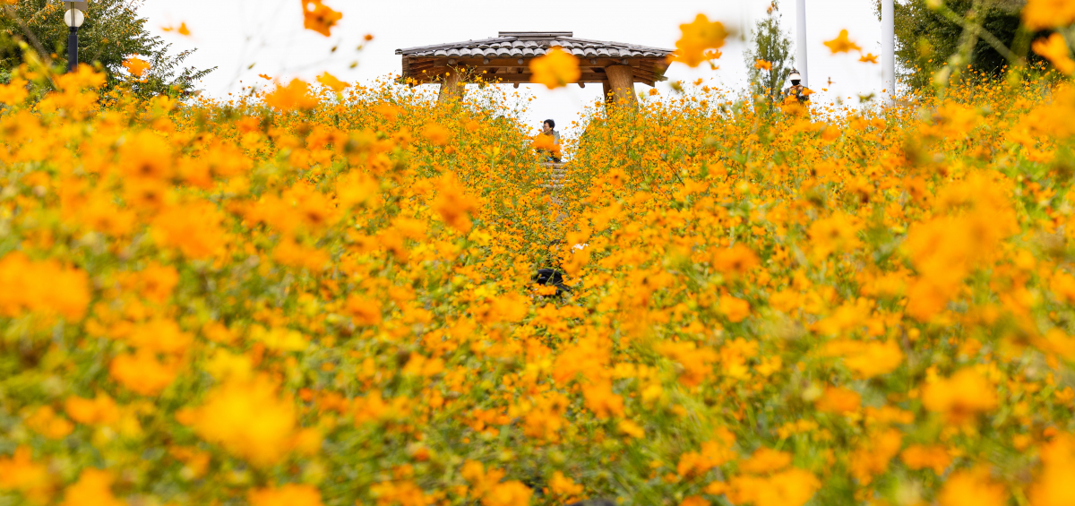 ▲낮과 밤의 기온 차가 벌어지며 가을의 절정으로 한 걸음씩 가고 있는 28일 오후 서울 송파구 올림픽공원을 찾은 시민들이 노랑 코스모스밭을 거닐며 추억을 남기고 있다. (연합뉴스)
