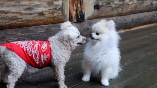 ▲'동물극장 단짝'(사진제공=KBS 1TV)