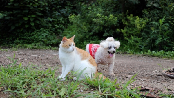 ▲'동물극장 단짝'(사진제공=KBS 1TV)