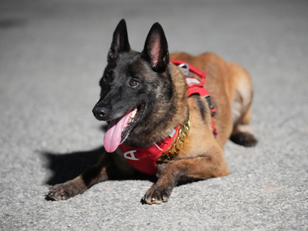 ▲'TV동물농장'(사진제공=SBS)