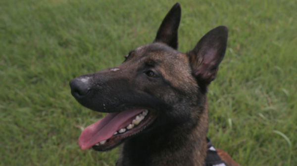 ▲'TV동물농장'(사진제공=SBS)