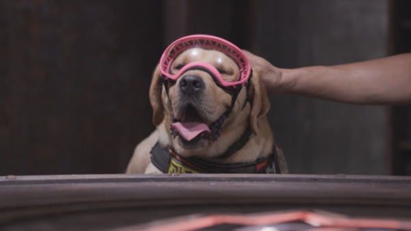 ▲'TV동물농장'(사진제공=SBS)