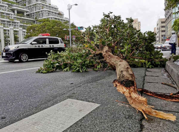▲일본 오키나와에서 4일 태풍 힌남노 영향으로 가로수가 도로 위에 쓰러져 있다. 오키나와/로이터연합뉴스
