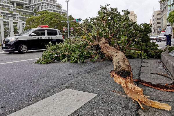 ▲태풍 ‘힌남노’가 4일 일본 오키나와현 나하시를 강타하면서 강한 바람에 나무가 부러졌다. 
 (AP/뉴시스)