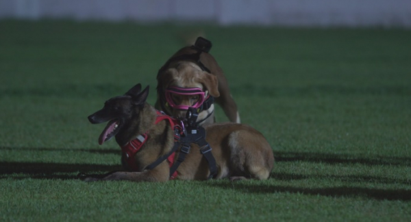 ▲'TV 동물농장'(사진제공=SBS)