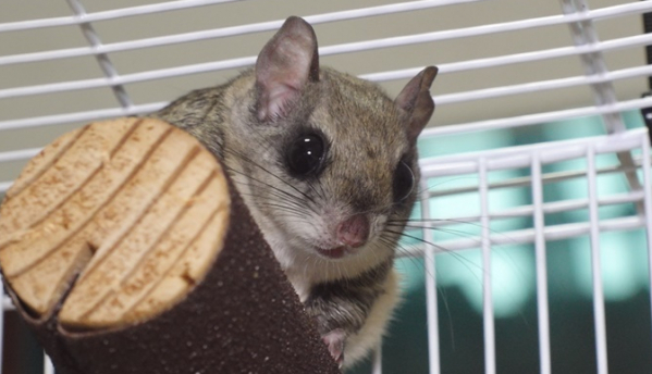 ▲'TV 동물농장'(사진제공=SBS)