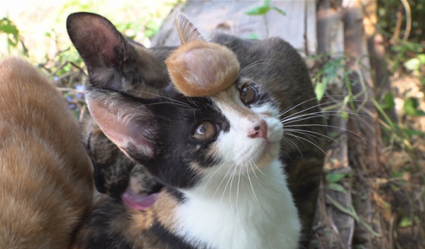 ▲'TV 동물농장'(사진제공=SBS)