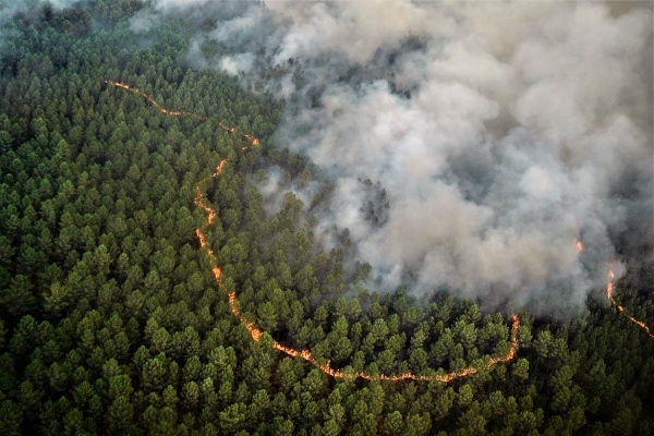 ▲지난 8월 11일(현지시간) 프랑스 남서부 보르도 남쪽 지역에서 발생한 산불로 나무들이 타들어가고 있다. 보르도/AP뉴시스 
