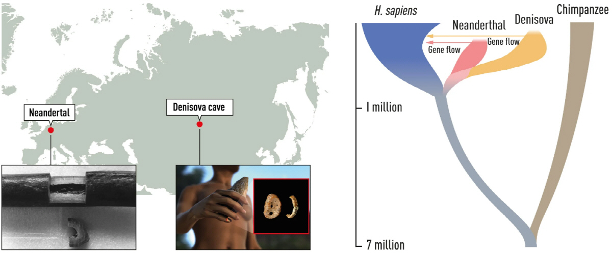 ▲스테판 페보가 이끄는 막스플랑크 진화인류학연구소는 2010년 네안데르탈인과 데니소바인 게놈을 해독해 현생인류와의 관계를 밝혀내는 데 성공했다. 이에 따르면 이들의 공통 조상과 현생인류는 약 80만 년 전 갈라졌고, 그 뒤 네안데르탈인과 데니소바인이 갈라졌다. 약 7만 년 전 현생인류가 유라시아대륙으로 진출하면서 이들과 만나 피가 섞이기도 했지만, 결국 두 인류는 약 3만 년 전 멸종했다. (제공 노벨재단)
