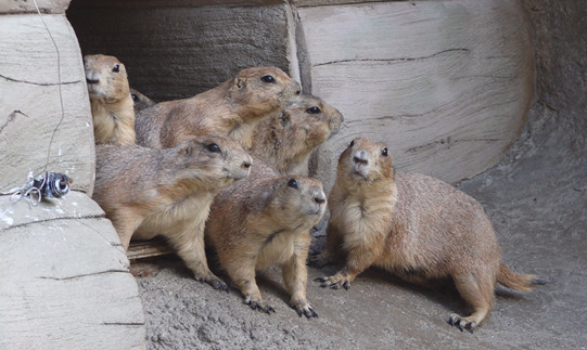 ▲'TV동물농장'(사진제공=SBS)