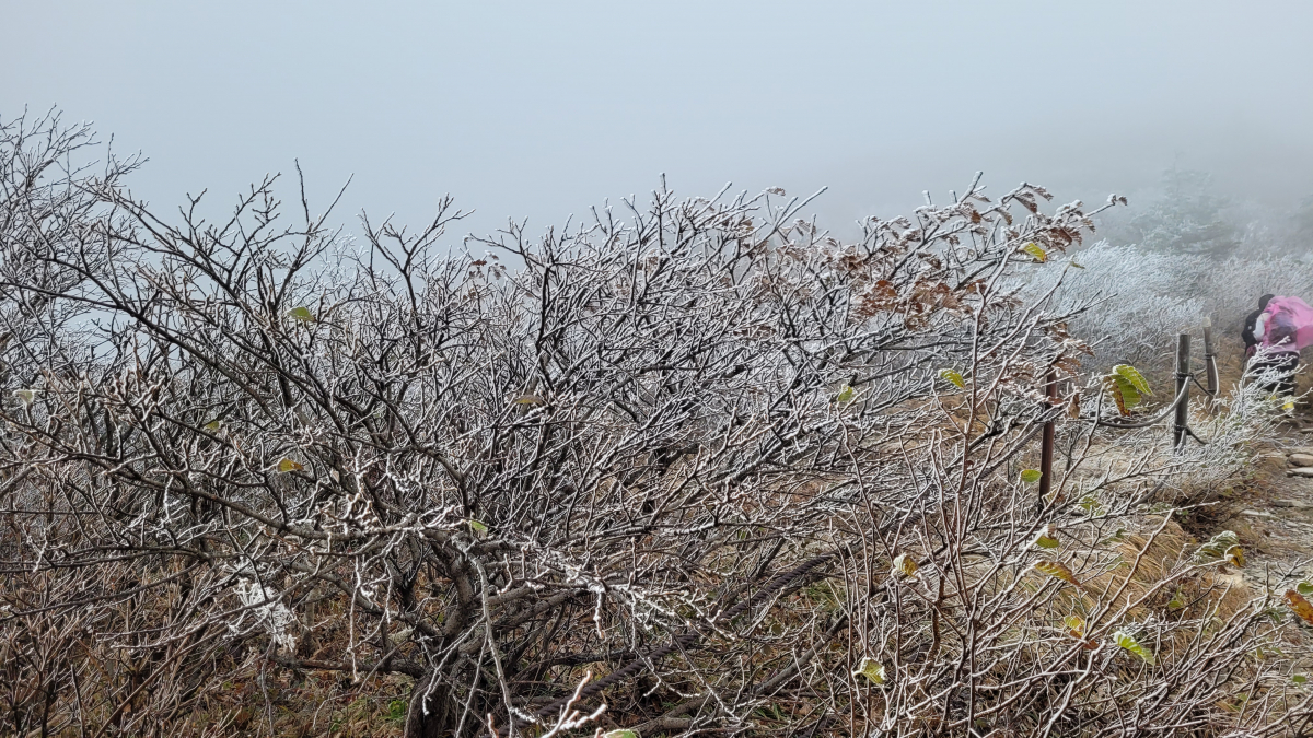 ▲첫눈이 내린 10일 오전 설악산 중청대피소 인근 등산로가 하얗게 물들었다. (연합뉴스)