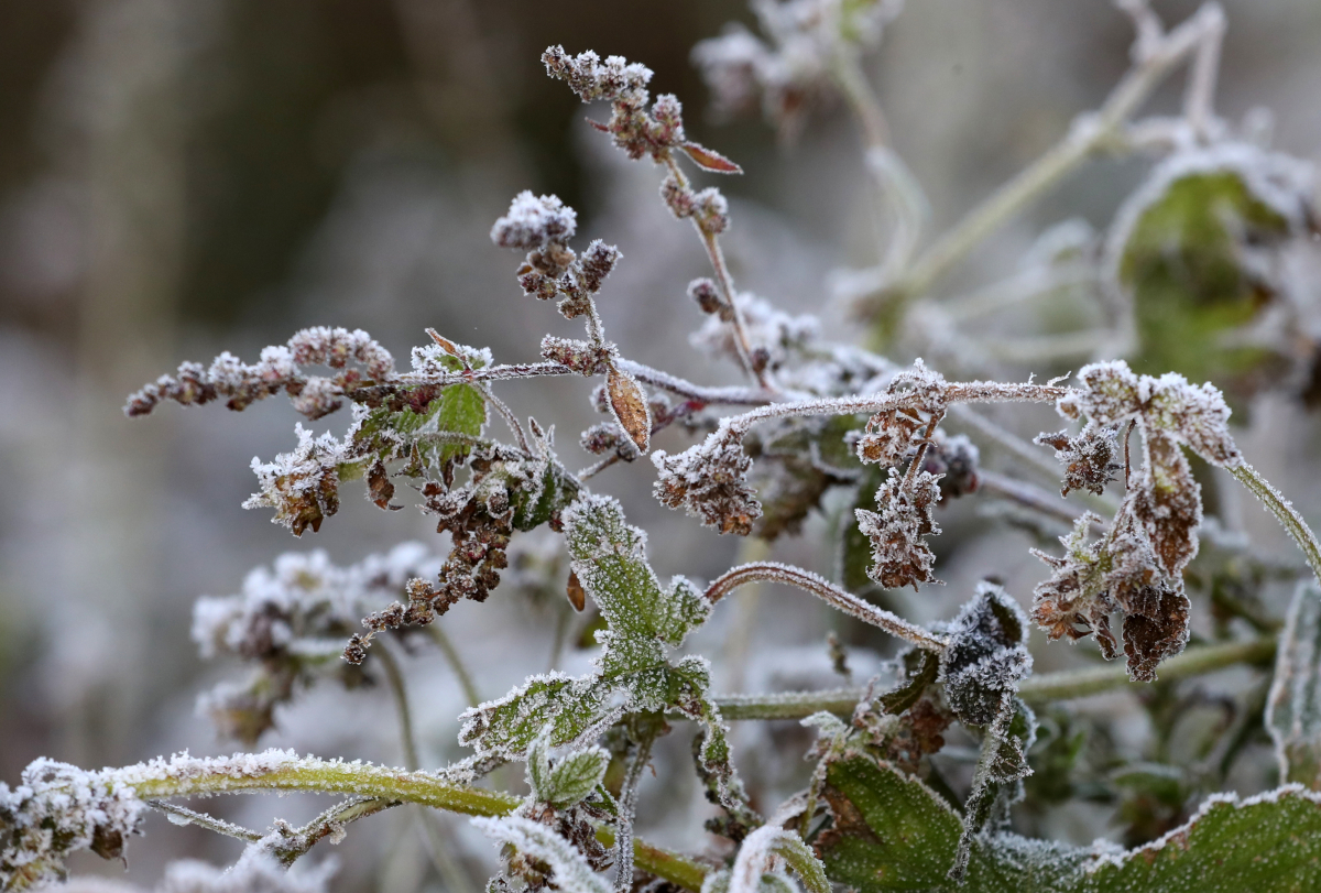 ▲지난 12일 강원 평창군 대관령 일원에 서리가 하얗게 내려앉아 추위를 실감하게 하고 있다. (연합뉴스)
