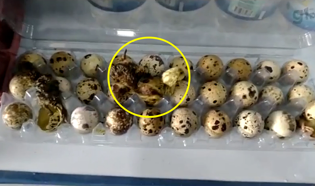 ▲(출처=G1 영상 캡처)