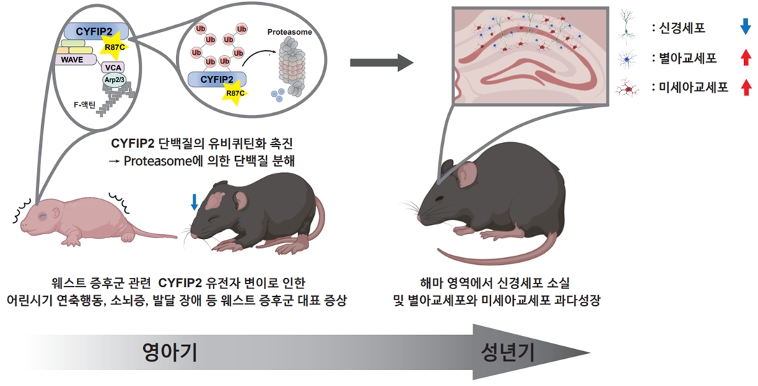 ▲웨스트 증후군 관련 CYFIP2 유전자 변이를 갖는 생쥐 모델이 나타내는 다양한 증상 (사진제공=고려대의과대학)