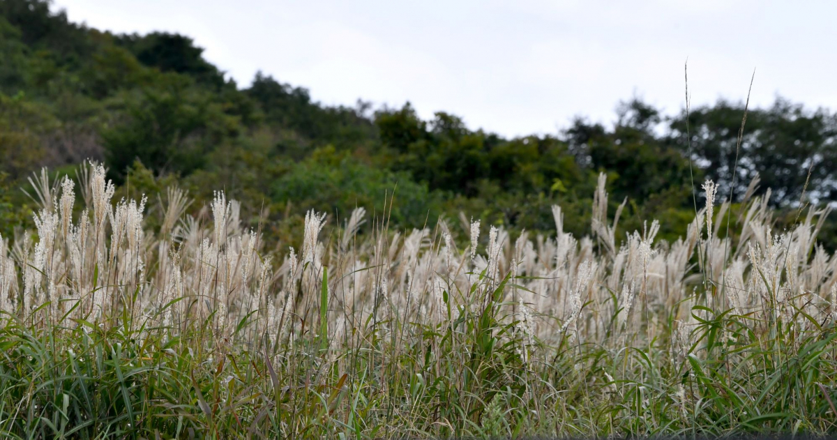 ▲지난달 20일 오전 광주 무등산국립공원 장불재에 억새가 피어있다.  (뉴시스)