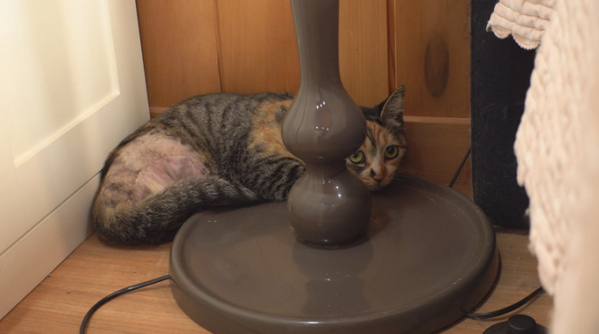 ▲'TV동물농장'(사진제공=SBS)