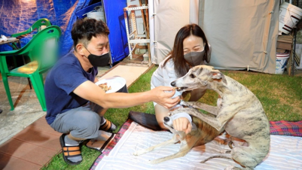 ▲'동물극장 단짝' 김제 휘핏(사진제공=KBS 1TV)