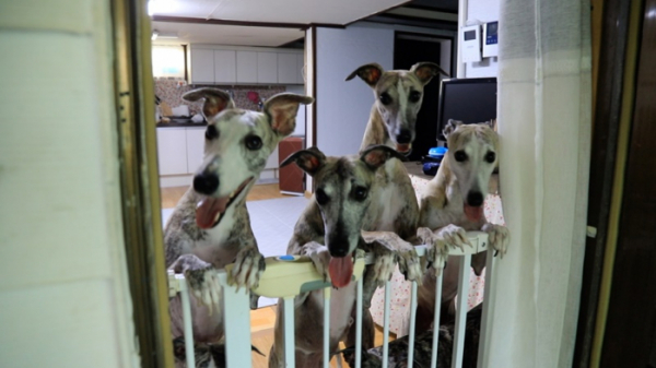 ▲'동물극장 단짝' 김제 휘핏(사진제공=KBS 1TV)