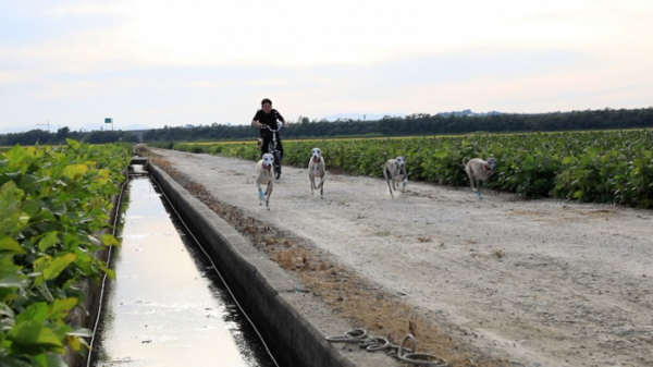 ▲'동물극장 단짝' 김제 휘핏(사진제공=KBS 1TV)