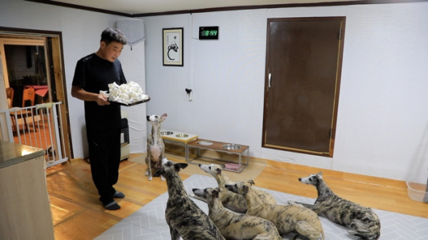 ▲'동물극장 단짝' 김제 휘핏(사진제공=KBS 1TV)